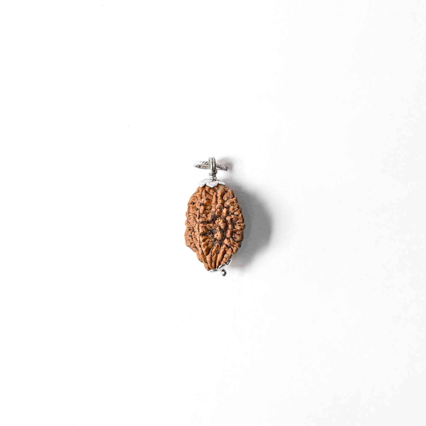 2 Mukhi Original Rudraksha