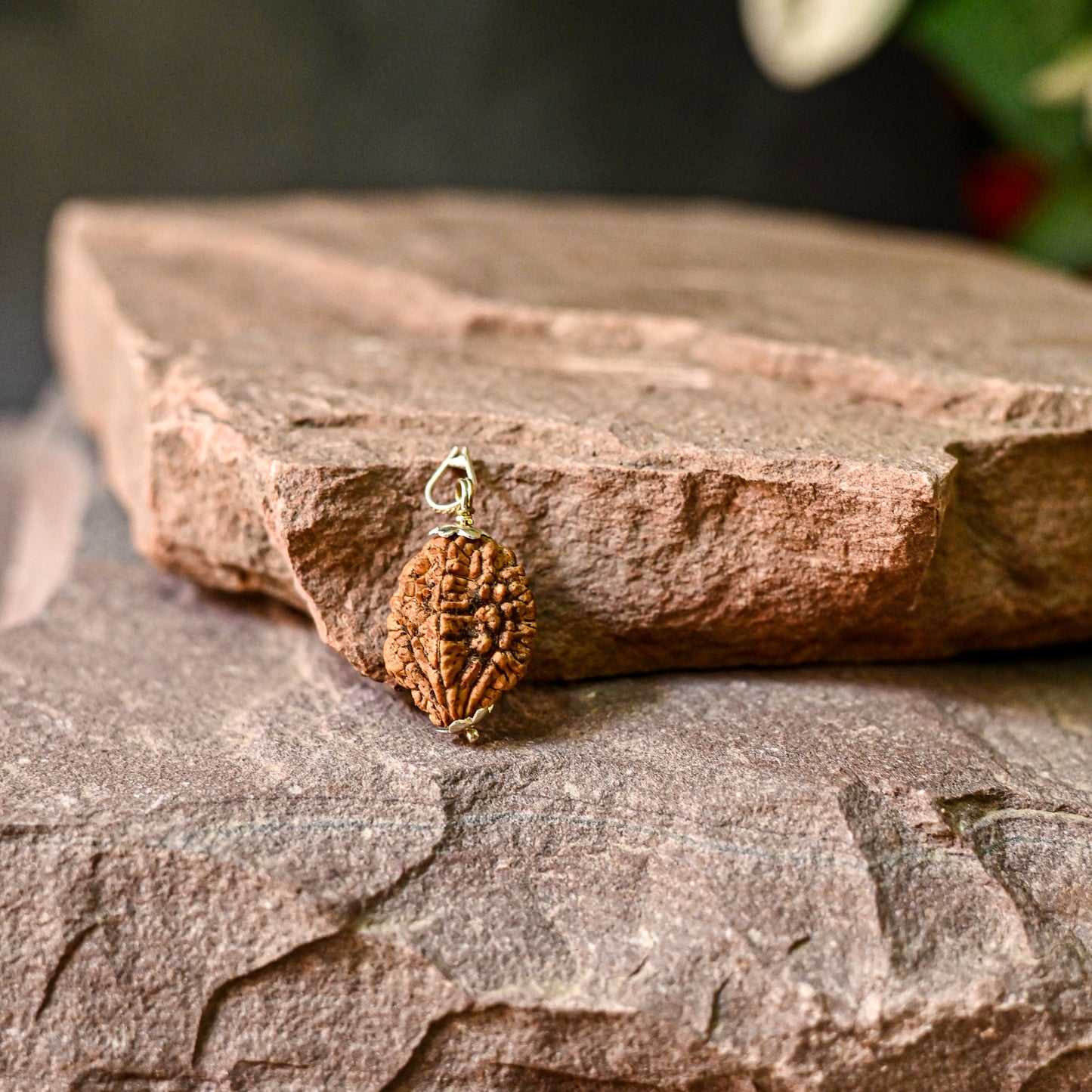 2 Mukhi Original Rudraksha