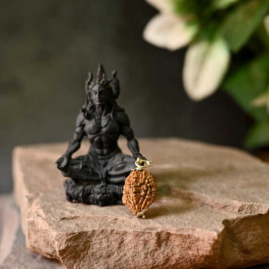 2 Mukhi Original Rudraksha