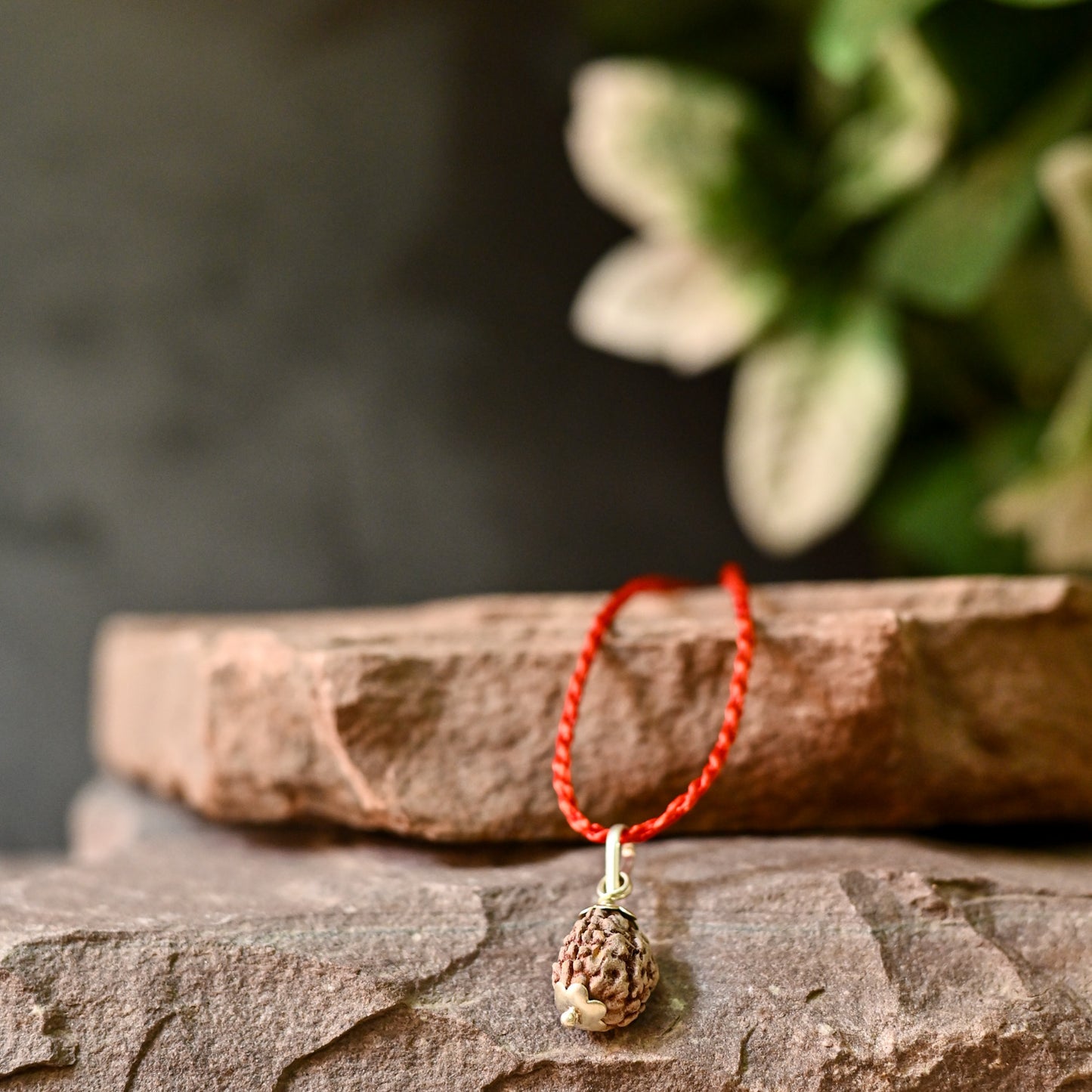 3 Mukhi Original Rudraksha